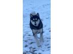 Adopt Fenrir (Fen-rear) a Siberian Husky