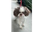 Adopt Romeo a Shih Tzu