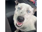 Adopt Thunder a Australian Cattle Dog / Blue Heeler