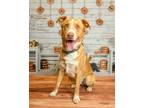 Adopt Blaze a Labrador Retriever, Australian Shepherd