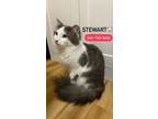 Adopt Stewart (FLUFFY TAIL) super loving a Domestic Long Hair