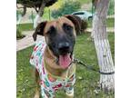 Adopt ANDY -- completed social training etc a Belgian Shepherd / Malinois