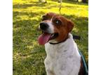 Adopt Cesar a Jack Russell Terrier, Foxhound