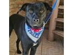 Adopt CODY a Black Labrador Retriever, Pit Bull Terrier