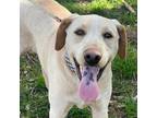 Adopt TUCKER a Yellow Labrador Retriever, Mixed Breed