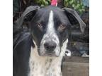 Adopt BRANDON a Border Collie, Black Labrador Retriever