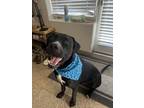Zuko, American Pit Bull Terrier For Adoption In Chicago, Illinois