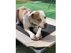 Bellatin, American Staffordshire Terrier For Adoption In Richmond, Texas