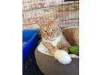 Adopt Caleb a Domestic Short Hair, Tabby