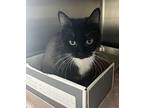 Turtle, Domestic Shorthair For Adoption In Sandusky, Ohio