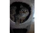 Pebbles, Domestic Shorthair For Adoption In Kettering, Ohio