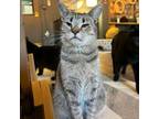 Adopt Rogers a Tabby, Domestic Short Hair