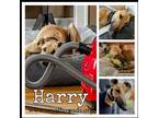 Adopt Harry a Greyhound