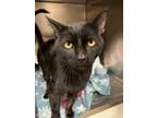 Charcol, Domestic Shorthair For Adoption In Jamestown, New York