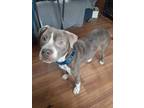 Adopt Bogie a American Staffordshire Terrier, Pit Bull Terrier