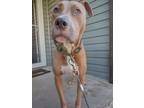 Adopt Maverick a Pit Bull Terrier