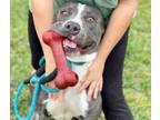 Adopt Hank a Pit Bull Terrier