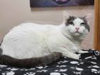 Silas, Domestic Shorthair For Adoption In Portage, Wisconsin