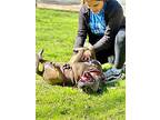 Xander Lane, American Pit Bull Terrier For Adoption In Provo, Utah