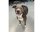 Swipe Right, American Pit Bull Terrier For Adoption In Richmond, Virginia