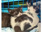 April & Mei, Domestic Shorthair For Adoption In Brooklyn, New York