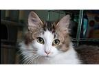 Lilah, Domestic Longhair For Adoption In Statesville, North Carolina