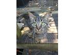 Steve (barn Cat), Domestic Shorthair For Adoption In Statesville, North Carolina