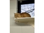 Mufasa-barn Cat, Domestic Shorthair For Adoption In Knoxville, Tennessee