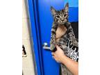 Harrison, Domestic Shorthair For Adoption In Williamsport, Pennsylvania