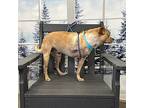 Hemingway 14.4 Pounds, Terrier (unknown Type, Medium) For Adoption In Marlton