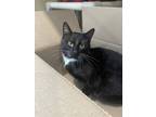 Maddox, Domestic Shorthair For Adoption In Penn Yan, New York