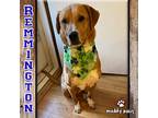 Remmington (rem/courtesy Post), Labrador Retriever For Adoption In Council