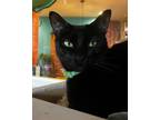 Adopt Pickle a Domestic Short Hair