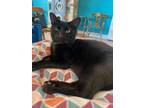 Adopt Pickle a Domestic Short Hair