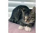 Armani Hemingway - Center, Domestic Shorthair For Adoption In Oakland Park