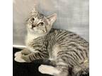 Pluto, Domestic Shorthair For Adoption In Jamestown, New York