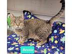 Bessie, Domestic Shorthair For Adoption In Richmond, Indiana