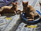 Kris, Domestic Shorthair For Adoption In Fond Du Lac, Wisconsin