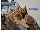 Kringle, Domestic Shorthair For Adoption In Fond Du Lac, Wisconsin