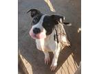 Francine, American Pit Bull Terrier For Adoption In West Memphis, Arkansas