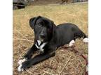 Adopt Nitro a Labrador Retriever, American Staffordshire Terrier