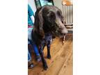 Snickers, Flat-coated Retriever For Adoption In Gettysburg, Pennsylvania