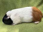 Queen Elizabeth, Guinea Pig For Adoption In Imperial Beach, California