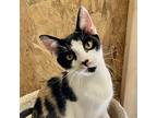 Trifecta, Domestic Shorthair For Adoption In Youngsville, North Carolina