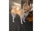 Adopt Louie a Pomeranian