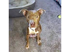 Morgan, American Pit Bull Terrier For Adoption In Seattle, Washington