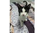 Enzo Dayz, Domestic Shorthair For Adoption In Edmonton, Alberta