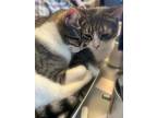 Dee & Sue, Domestic Shorthair For Adoption In Santa Monica, California