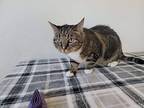 Little Boots, Domestic Shorthair For Adoption In Tucson, Arizona