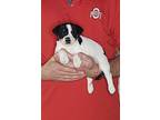 Peanut, Jack Russell Terrier For Adoption In New Philadelphia, Ohio